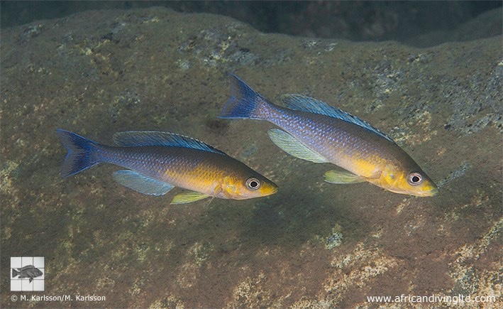 Cyprichromis sp. 'dwarf jumbo' Segunga